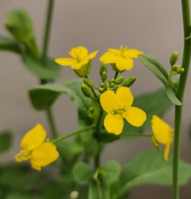 유채(Canola)의 노란 꽃과 꼬투리 근접 사진