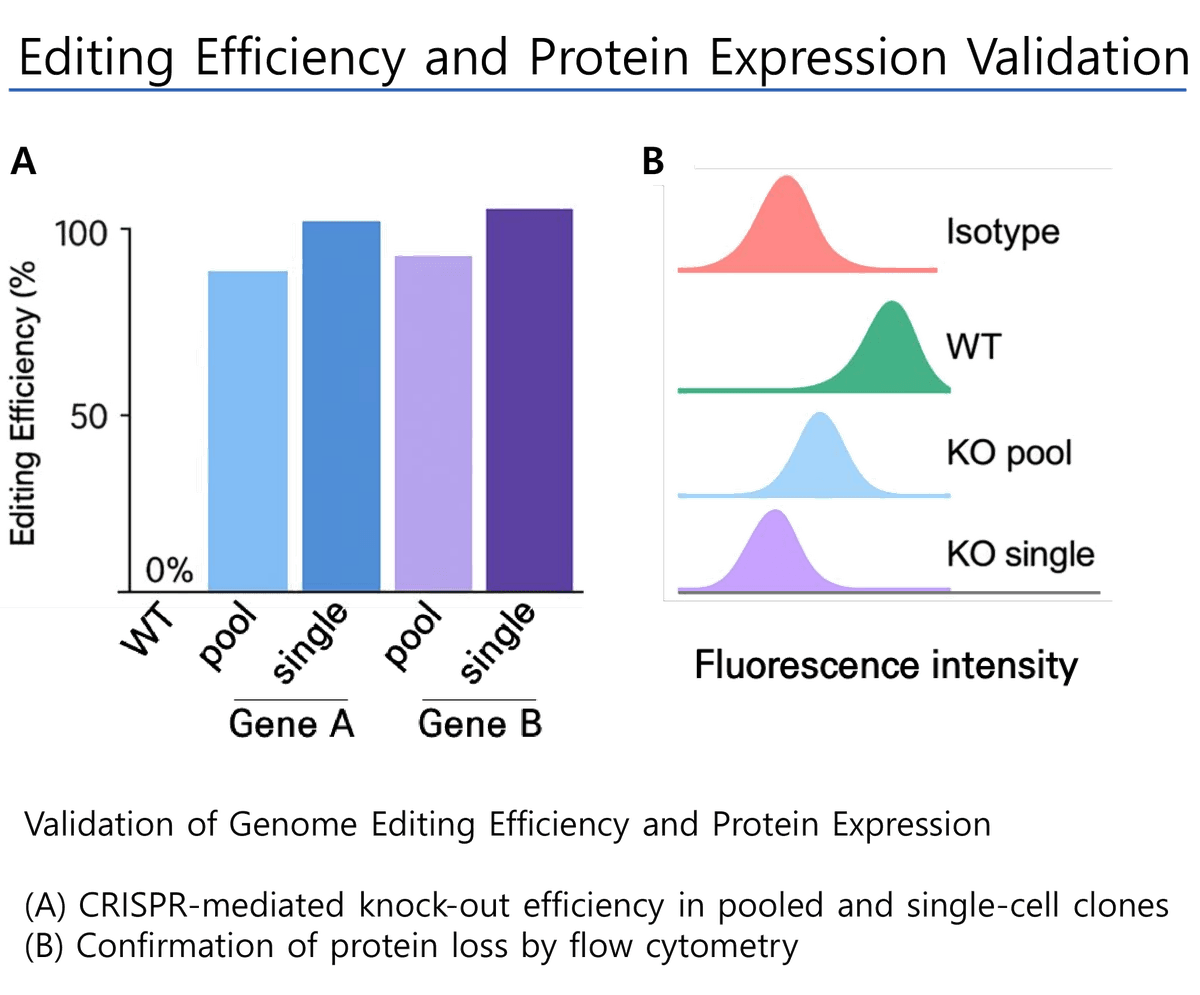 Editing Efficiency and Protein Expression Validation — (A) CRISPR 기반 knock-out 효율(pool·single-cell clone), (B) flow cytometry 단백질 소실 확인