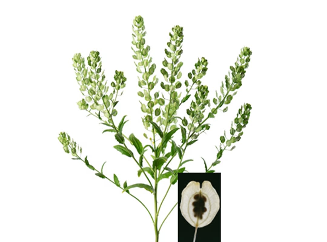 Pennycress for SAF